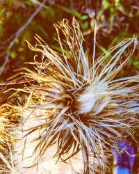 Close-up of plant