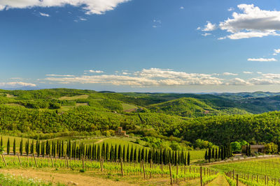 Scenic view of vineyard against sky