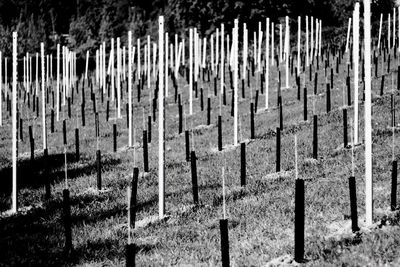 Wooden posts on field by wall