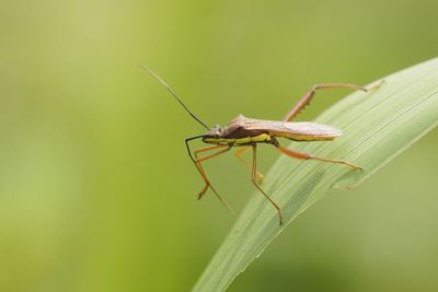 Close-up of insect on leaf