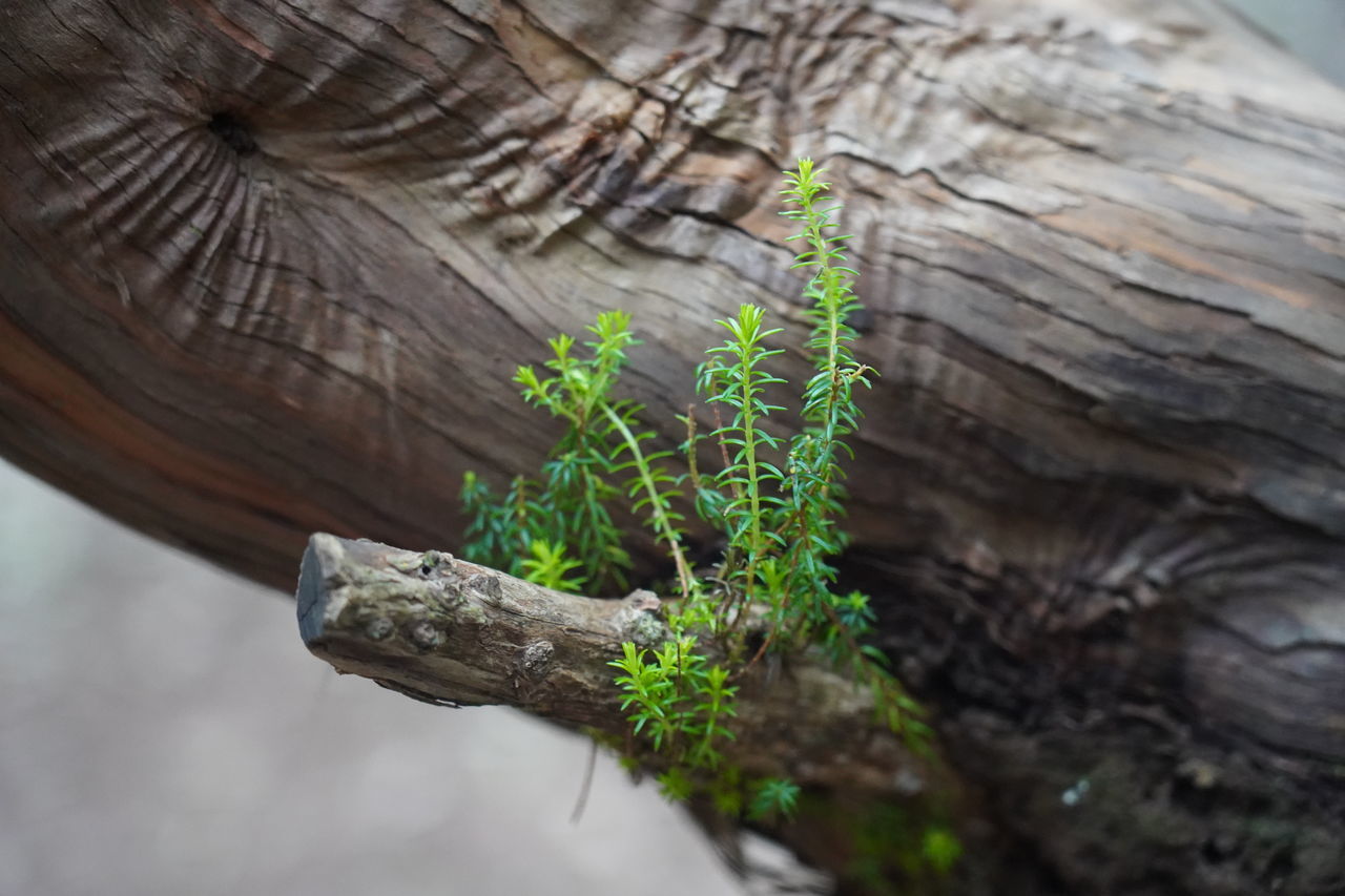 CLOSE-UP OF TREE TRUNK AGAINST BLURRED BACKGROUND