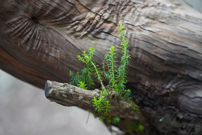 Close-up of tree trunk