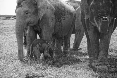 Elephant in a field