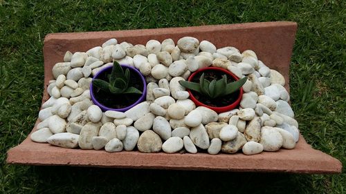 High angle view of flowers on grass