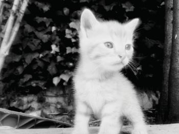 Close-up portrait of cat sitting outdoors