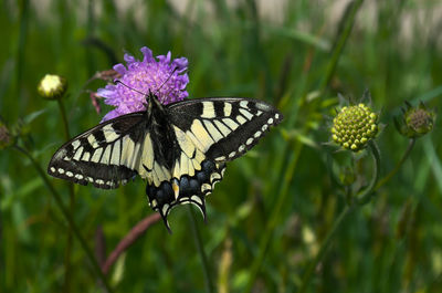 Close-up of butterfly pollinating on purple flower