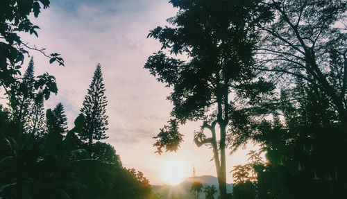 Low angle view of silhouette trees against sky at sunset