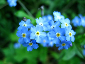 Close-up of purple flowers blooming outdoors