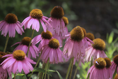 Close-up of pink flowers against blurred background