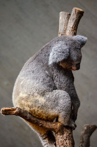 Koalas in zoo zurich