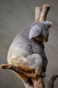 Close-up of elephant sitting on tree