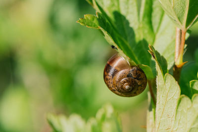 Close-up of snail on plant