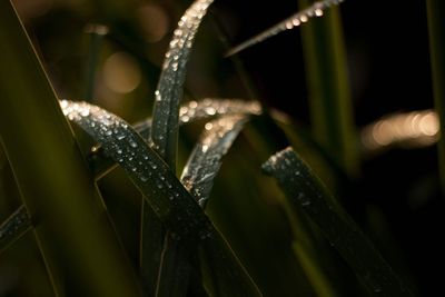 Close-up of plants at night