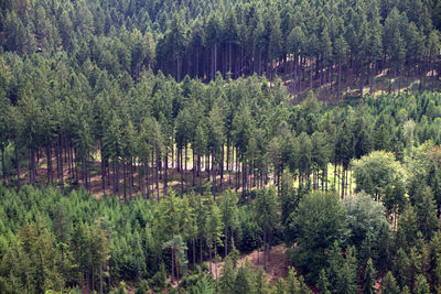 Pine trees in forest