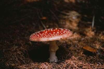 Close-up of fly agaric mushroom on field