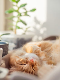 Close-up of cat sleeping at home