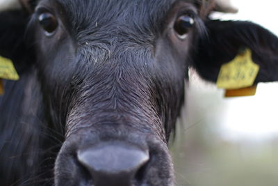 Close-up portrait of horse