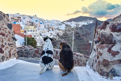 Dog on snow covered mountain