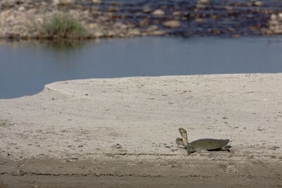 View of bird on beach