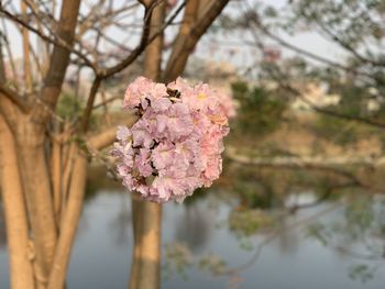 Close-up of pink cherry blossoms in spring