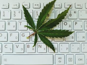 High angle view of leaf on computer keyboard
