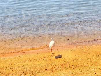 Seagulls on beach