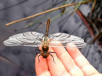 Close-up of butterfly on hand