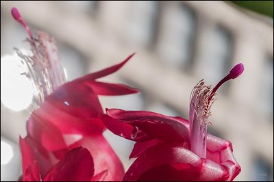 Close-up of red flower against blurred background