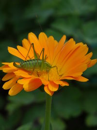 Close-up of insect on yellow flower