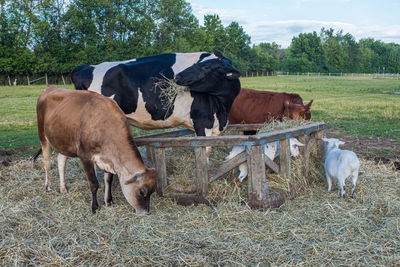 Cows grazing in a field