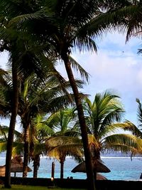 Palm trees on beach against sky