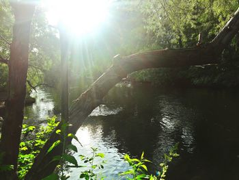 Scenic view of river in forest against sky