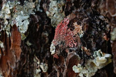 Close-up of mushroom growing on tree trunk