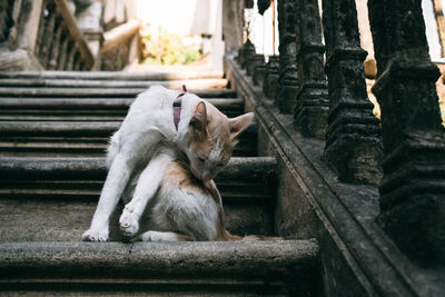 Cat sitting on staircase