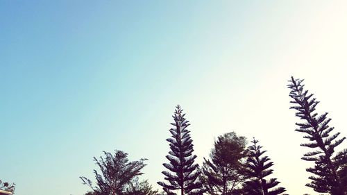 Low angle view of trees against clear blue sky