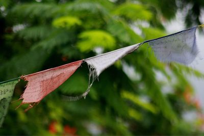 Close-up of leaf on tree