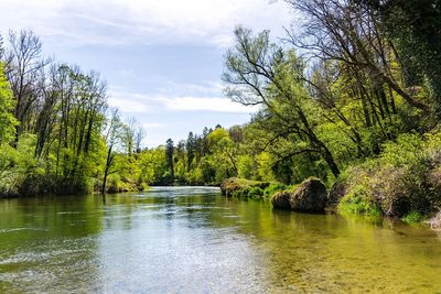 Scenic view of lake in forest against sky