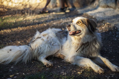 View of dog sitting on land