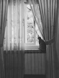 Cat seen through curtain