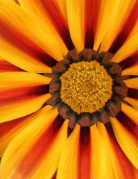 Macro shot of yellow flower