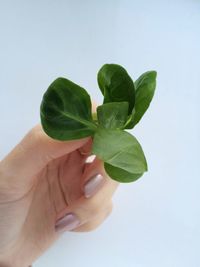 Close-up of hand holding leaf over white background