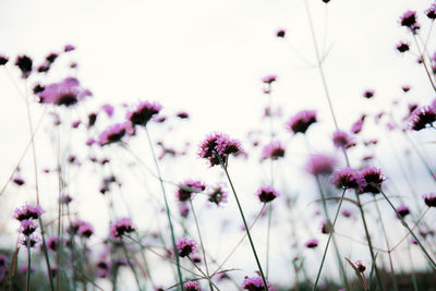 Close-up of purple flowering plants on field