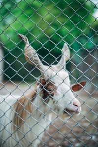 Animal in zoo park 