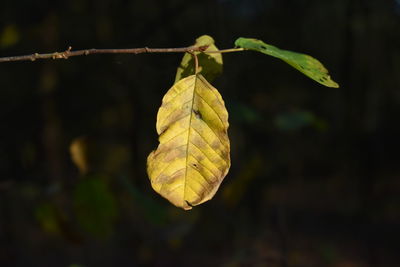 Close-up of dry leaves hanging on plant