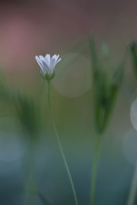 Close-up of white flowering plant