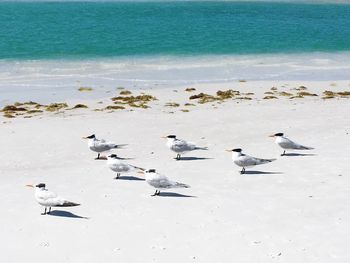 High angle view of swans swimming on lake