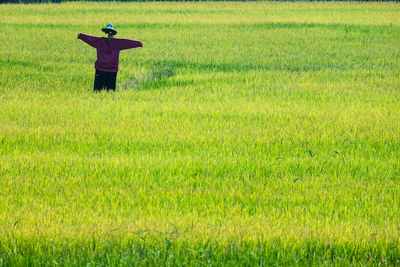 Scarecrow on green field