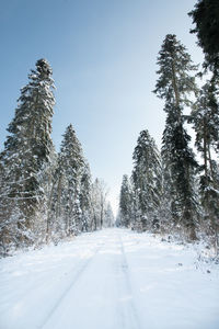 Snow covered road amidst trees against clear sky