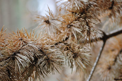 A closeup of pine tree needles.