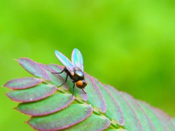 Close-up of insect on purple flower